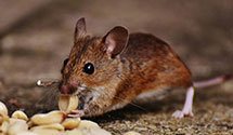 Find Exterminators in Manassas Park City County